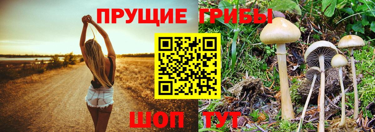 Липецк  Галлюциногенные грибы Psilocybe  где купить наркоту  Вход с VPN 
